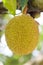 Jackfruit fruit