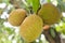 Jackfruit fruit