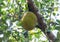 Jackfruit fruit on the tree