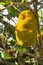 Jackfruit fruits on the tree