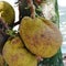 Jackfruit growing on a tree