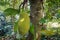 Jackfruit hanging on tree, jack fruit on tree -