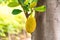 Jackfruit hanging on tree, tropical plant