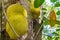 A jackfruit, jaca hanging from a jackfruit tree. Species Artocarpus heterophyllus. Zanzibar, Tanzania