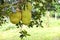 Jackfruit on a jack tree.