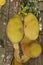 Jackfruit on a jack tree. Also known as Jaca fruit in Brazil.