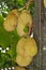 Jackfruit on a jack tree. Also known as Jaca fruit in Brazil.