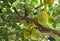 Jackfruit and jackfruit trees are hanging from a branch