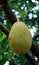 Jackfruit or jakfruit