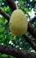 Jackfruit or jakfruit