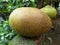 Jackfruit Kerala fruit