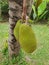 Jackfruit is a large perennial plant with large fruit, green bark, blunt spines.