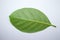 Jackfruit leaf isolate on white background