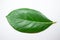Jackfruit leaf isolate on white background