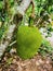 Jackfruit, national fruit of Bangladesh, Artocarpus heterophyllus, or Yaca, is a tropical Asian fruit of a large size and sweet