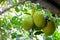 Jackfruit produce on the tree