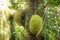 Jackfruit in the rainforest