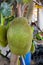 Jackfruit ripe growing on tree