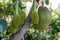 Jackfruit ripe growing on tree