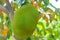 Jackfruit Scientific name: Artocarpus heterophyllus Lam. Fruits are growing on trees.