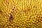 Jackfruit skin texture