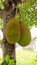 Jackfruit sprouts on the tree Fruits that are abundant in Asia are sweet and fragrant.