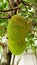 Jackfruit sprouts on the tree Fruits that are abundant in Asia are sweet and fragrant.