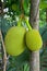 Jackfruit in Thailand