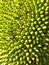 Jackfruit thorn surface