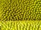 jackfruit thorn surface blur texture background
