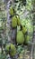 Jackfruit on a tree