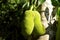 Jackfruit on tree