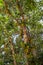 Jackfruit Tree Artocarpus heterophyllus..with a lot of hanging Fruits, Cape Tribulation, Queensland, Australia