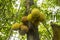 Jackfruit tree in bangladesh