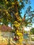 The jackfruit tree is bearing abundant fruit, one stem bearing lots of fruit