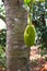 Jackfruit Tree with Fruit