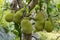 Jackfruit tree full of ripe bumpy large fruit, tropical tree growing mostly in Asia, Africa or South America