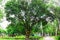 Jackfruit on tree. Huge jack fruit gowing in tree.jackfruit fruits fresh tree organic closeup beautiful garden green leaf.Very big