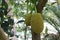 Jackfruit tree with lots of jackfruits hanging. healthy food