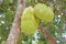 Jackfruit tree with lots of jackfruits hanging. nature and healthy food concepts