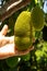 Jackfruit on the tree. A man`s hand holding a huge Brazilian fruit