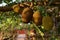 Jackfruit tree with ripe jackfruit fruits grooving in the branch