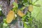 The jackfruit tree and their leaf in nature, Thailand