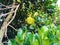 jackfruit tree with young fruit and shady leaves