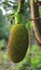 Jackfruit tree and young jackfruits.