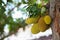 Jackfruit Tree and young Jackfruits Artocarpus heterophyllus. Jackfruit is Delicious sweet fruit