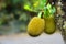 Jackfruit Tree and young Jackfruits with copy space
