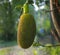 Jackfruit tree and young jackfruits. Tropical fruit. Selective f