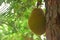 Jackfruit on trees that grow in front of the office
