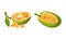 Jackfruit tropical plant. Chopped ripe delicious exotic fruit with seed coat and fibrous core vector illustration